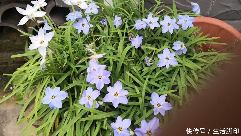 花花|1种花长得像“韭菜”，开花却像“小星星”，颜色美得像彩虹