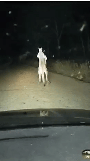 |搞笑GIF:在我们这,估计你一车西瓜是保不住了