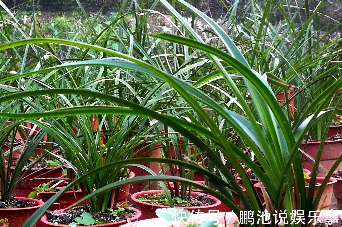 松针|野外随便捡回家的松针,需要经过哪些“加工”才能养花补肥?