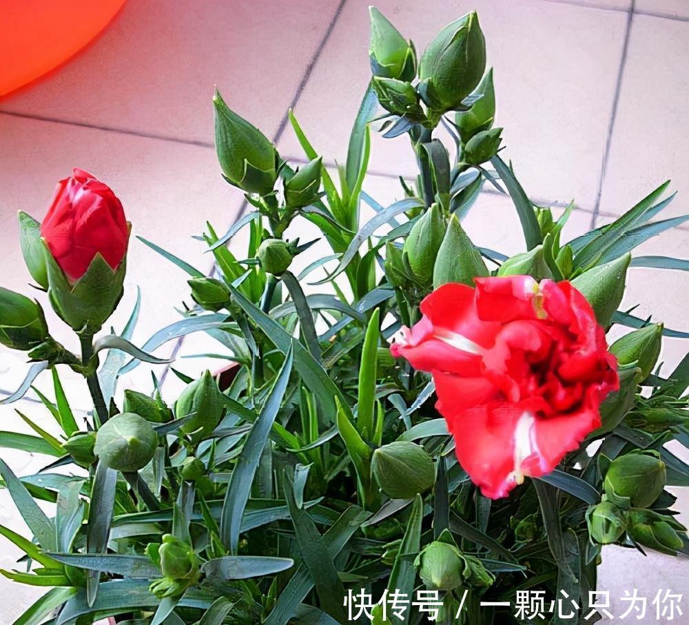 盆栽花卉长得超慢,4个废料垫土壤1/3处,蹭蹭猛长