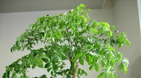 幸福树|客厅可以栽树,花匠比养花都“值得”,听完立马养了3盆