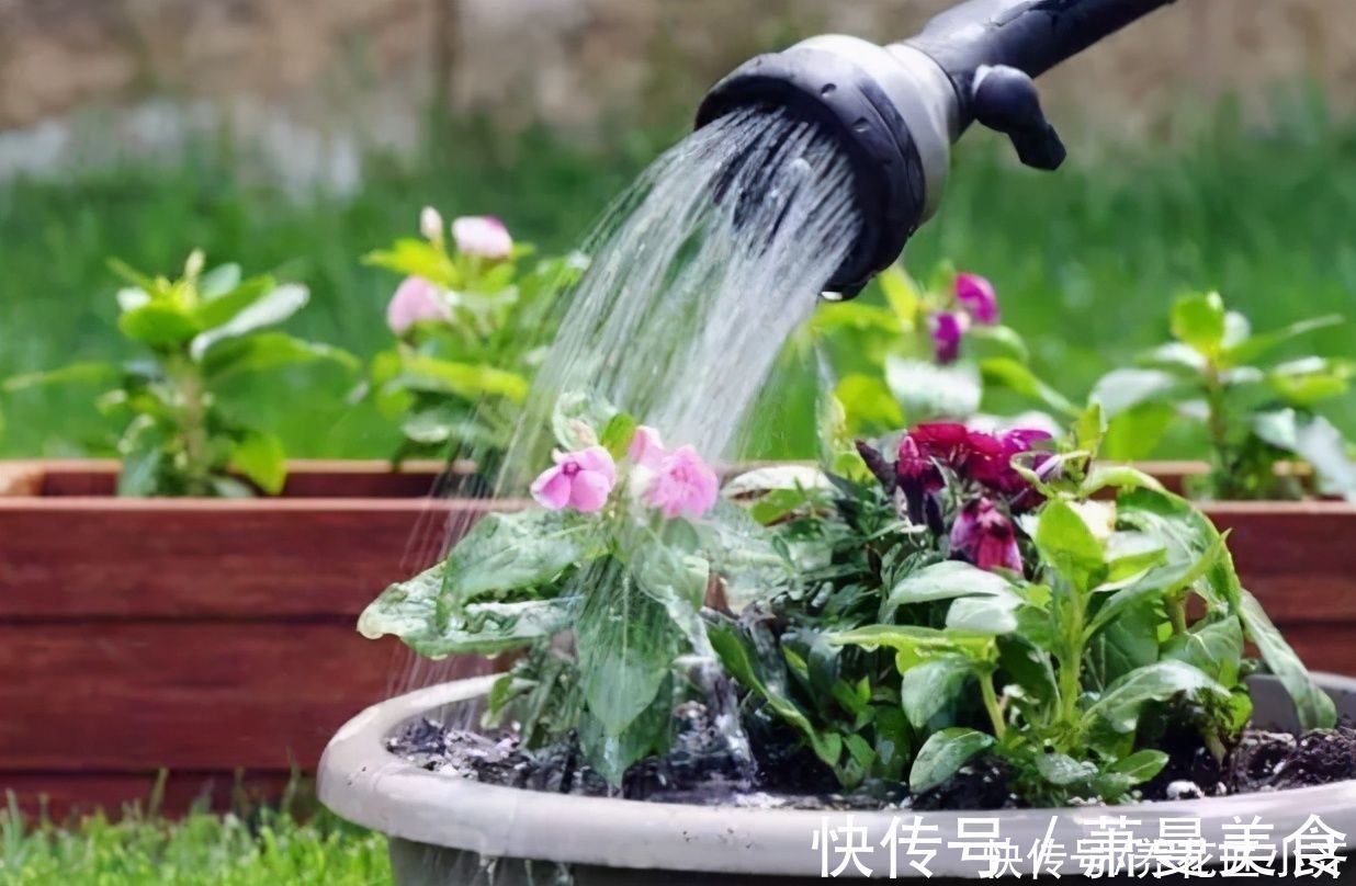 养花高手都具备的“好习惯”，新手如果坚持下来，花会越养越好
