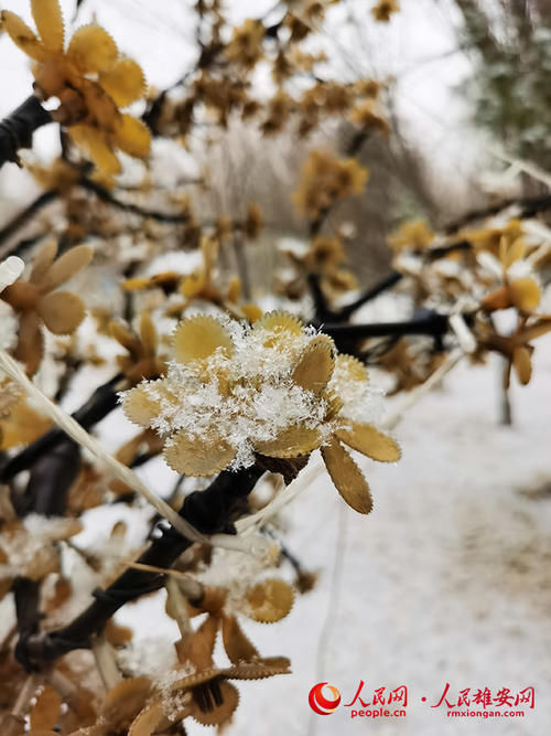 高清：雄安绝美雪景“到货”，请查收