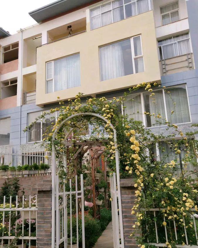 养花技巧:大冬天,她家的小院开满200盆花,全家人过年围着看!