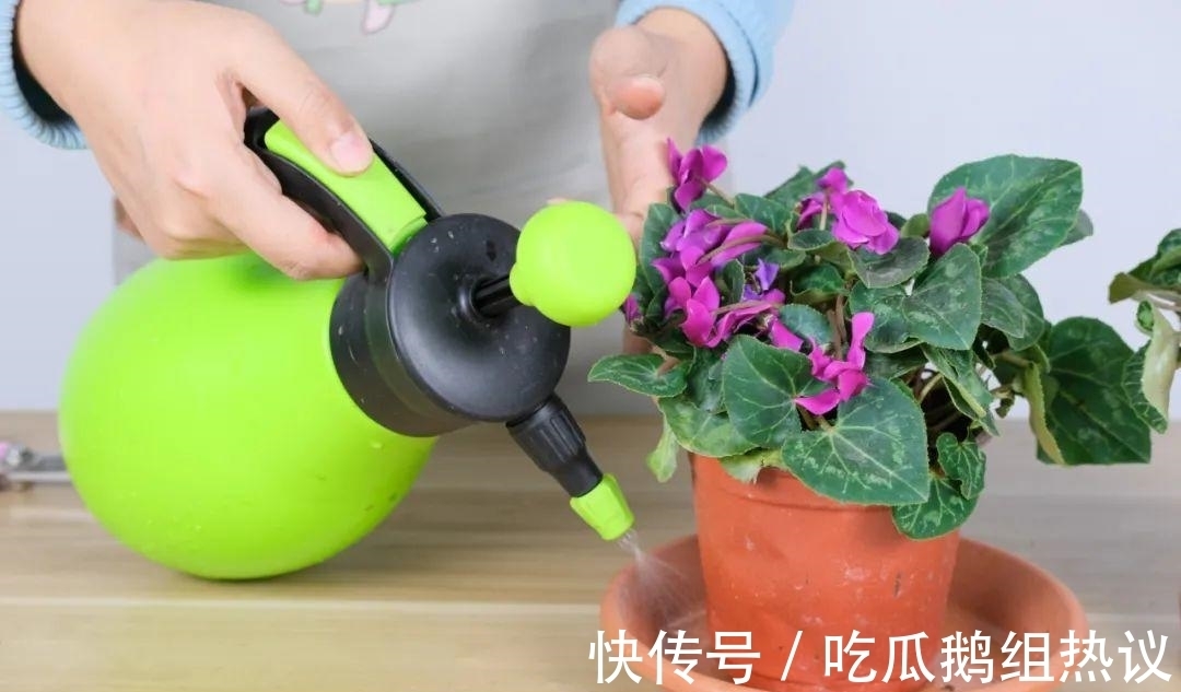 种花|9种花,夏天休眠了,一定少浇水,否则越浇越死