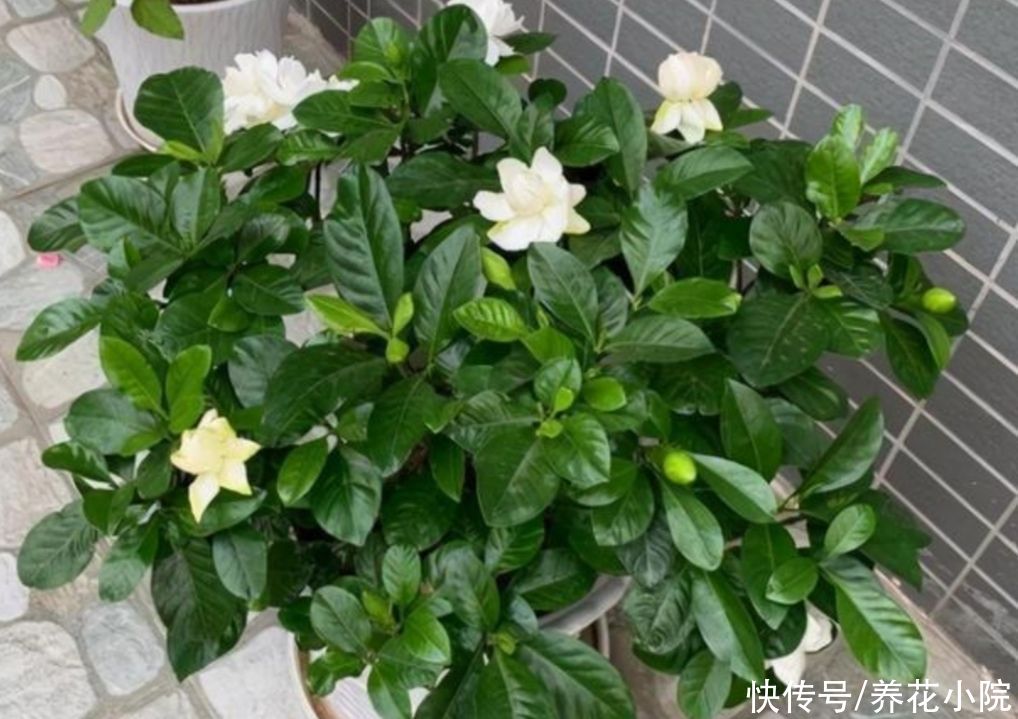 叶子|3种花爱喝“酸水”，1个月浇一次，叶子绿油油的