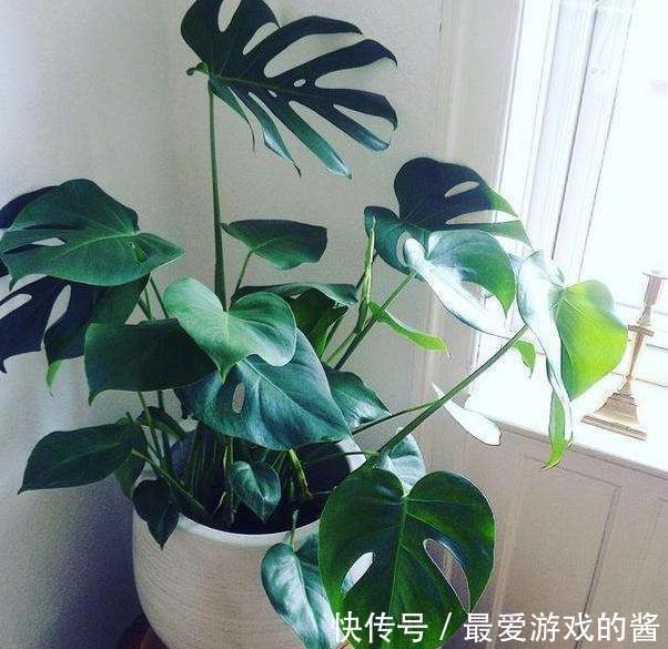 龟背竹叶子上没花纹了，难道是你养护方法不对，怎么说