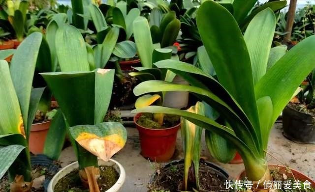 叶芯|君子兰一直长不好,跟“换盆”有关系,很多人都做错了