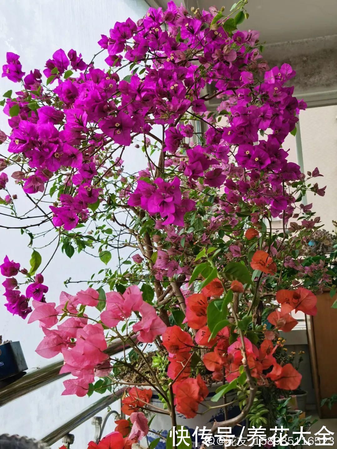 抗病、不招虫的天竺葵，屋里养一盆，开花一茬接一茬