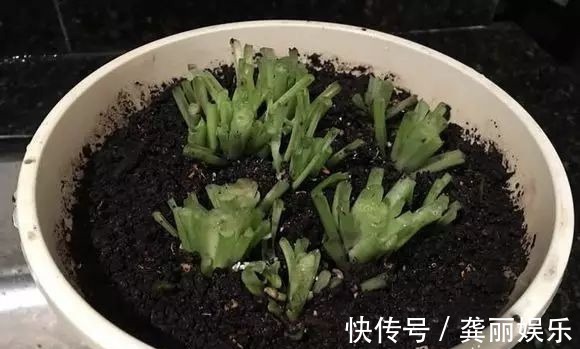 吊兰|黄叶快死的五种花卉,狠狠给它剪秃了,过几天呼呼长出一大堆