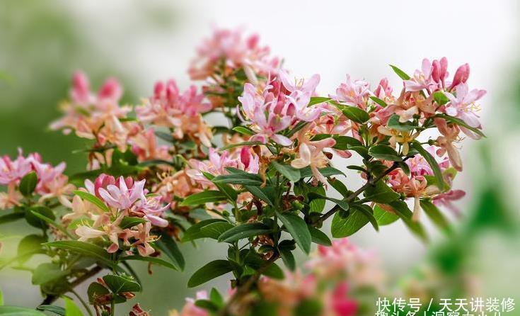 三角梅不耐冻,三个“小动作”,韧性足猛抽穗,绽放层叠群花