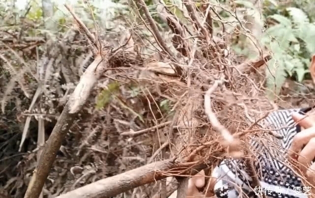 小时候|山上就有生长的这种“野果”,农村娃小时候经常吃,药用价值很高