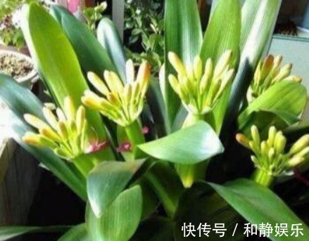 油烟机|君子兰难开花在盆里埋点“它”,叶子油绿花也多
