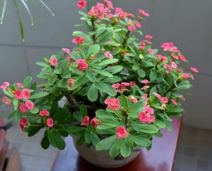 虎刺梅虎刺梅|几种花,养在阳台美爆了,一开就是几百天,新手也能轻松养得活!