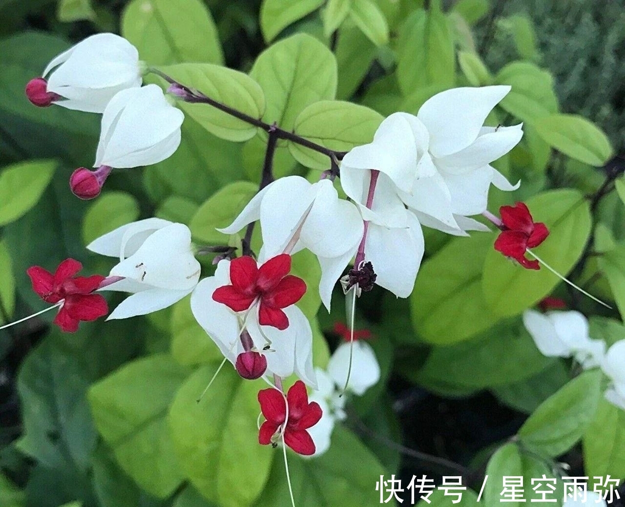 每年春节前后,除了年宵花,买盆龙吐珠也不错,好看的半藤本花卉
