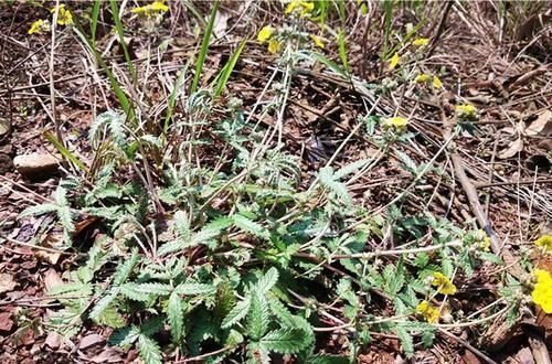 野菜|农村一种长在地下的“鸡腿”,过去挖了当零食吃,如今价值极高