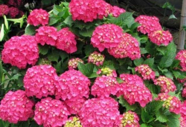 4种花养家里,美成了花园,漂亮好养,开花多,养家里太棒了