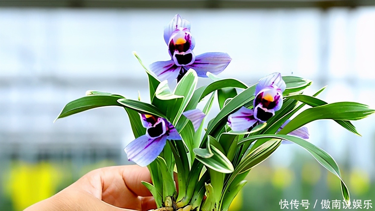  种花|4种花惹人怜爱，花大色艳香浓，一开花就停不下来