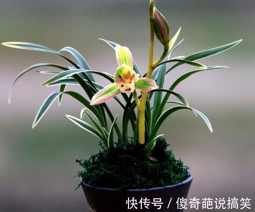 植株|此兰花是矮种“帝王”,花色罕见,叶带金边线艺,曾一苗难求的
