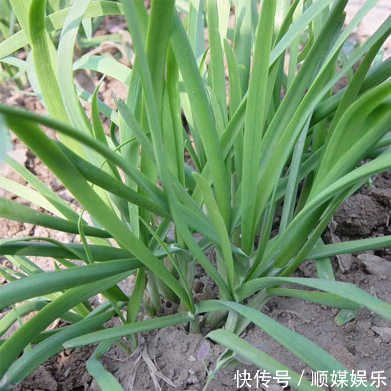 闲置的阳台别摆花了，种上此几种蔬菜种子，健康无公害吃着放心