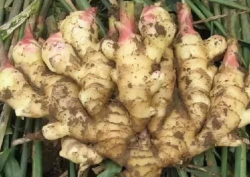 立春前后挑些发芽的生姜，按“这要求”养，观赏、食用两全了