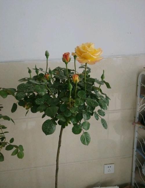  月季冒出很多新芽怎么办？