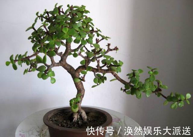 肥料|玉树四季常青，养护得当根茎木质化，养出价值高“老桩”