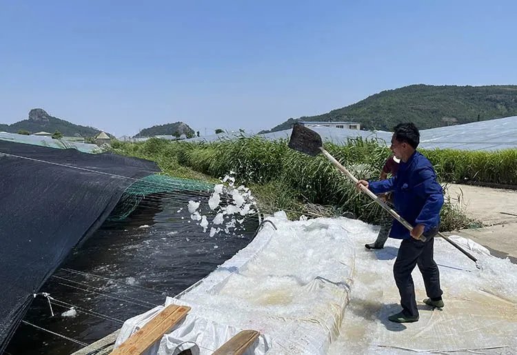 输液|紧急救援！实拍浙江被救瓜头鲸输液现场