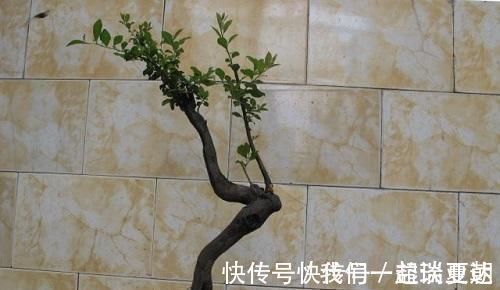 李大爷喜欢上山找树桩,样子奇形怪状也能变身,最后变成大气盆景