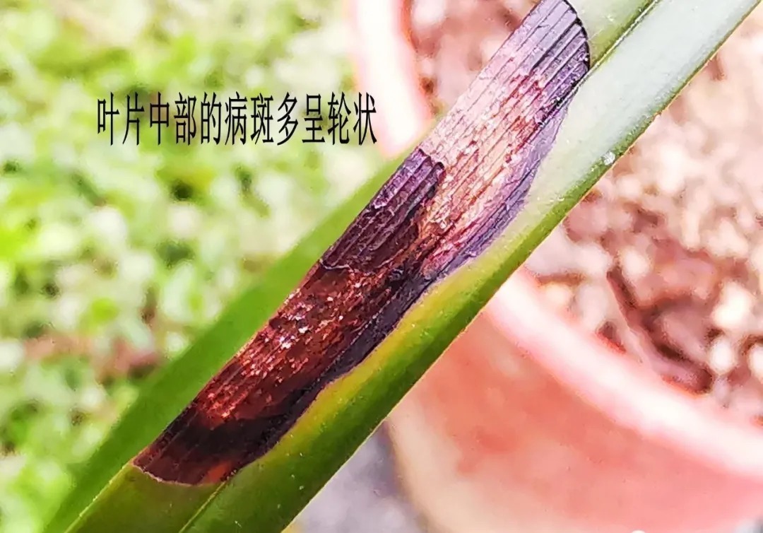 炭疽病|养兰花，比软腐病威胁更大的，是容易治好的炭疽病