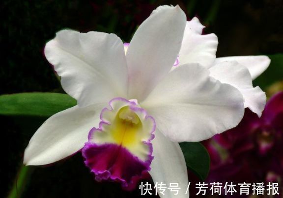 家养这些植物，阳台开出花海，花型别致可爱，花色清新淡雅