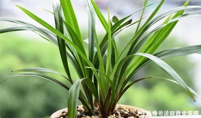 兰花|兰花焦尖,有3原因!这样养护,兰花叶片绿油油,呼呼长得旺!