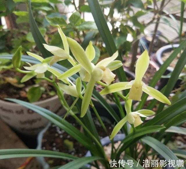 养兰|怀疑人生了，养护一年的兰花总是僵苗不见长，脱盆以后发现小秘密