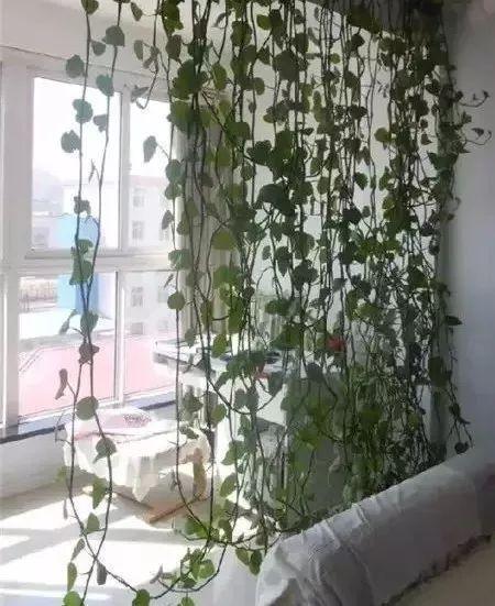 婆婆在家用绳子养绿萝，全家人都笑话，结果家里变成绿森林