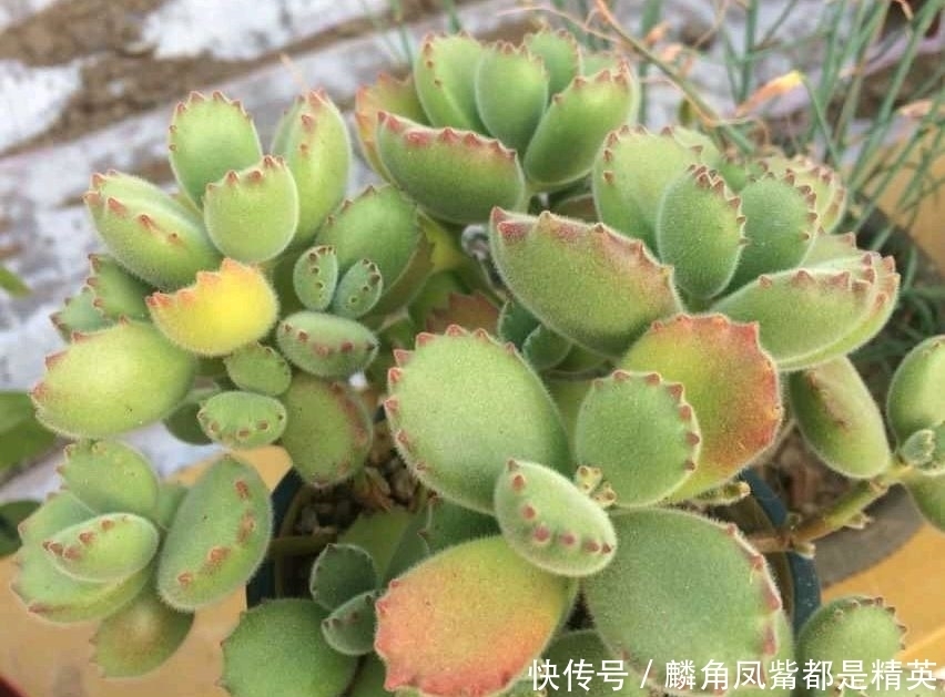 冬季的熊童子,要注意“两点”,顺利上色,长出漂亮“红指甲”