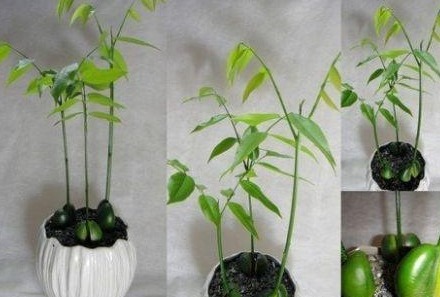 此种盆栽最好养,把种子扔水里泡开就活了,寿命长达60年!