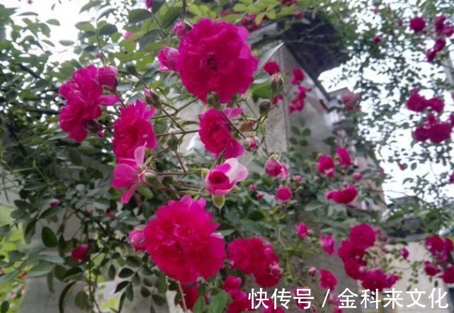 此花“冻不死”,比栀子花还香,一年花开200天,沾土就活!