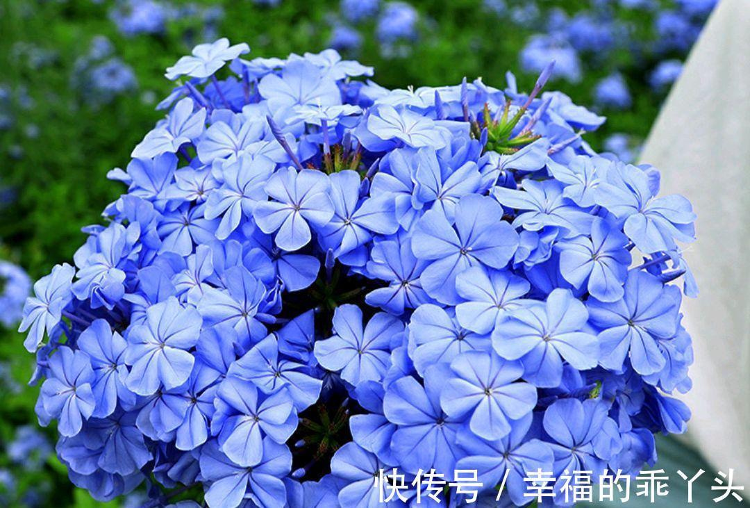 冬天蓝雪花除了要藏起来养,还有2点很重要,不枯枝,能储存能量