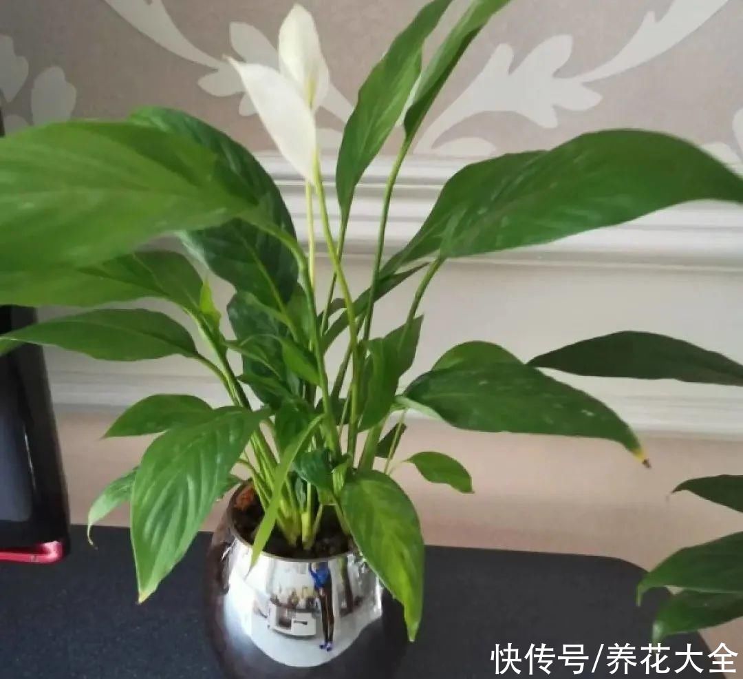 半死不活的花，扔水里，突然长疯了