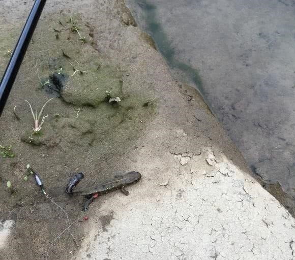 钓友|这是娃娃鱼吗山涧钓鱼,水底全是“四脚兽”,一小时钓了十几条!