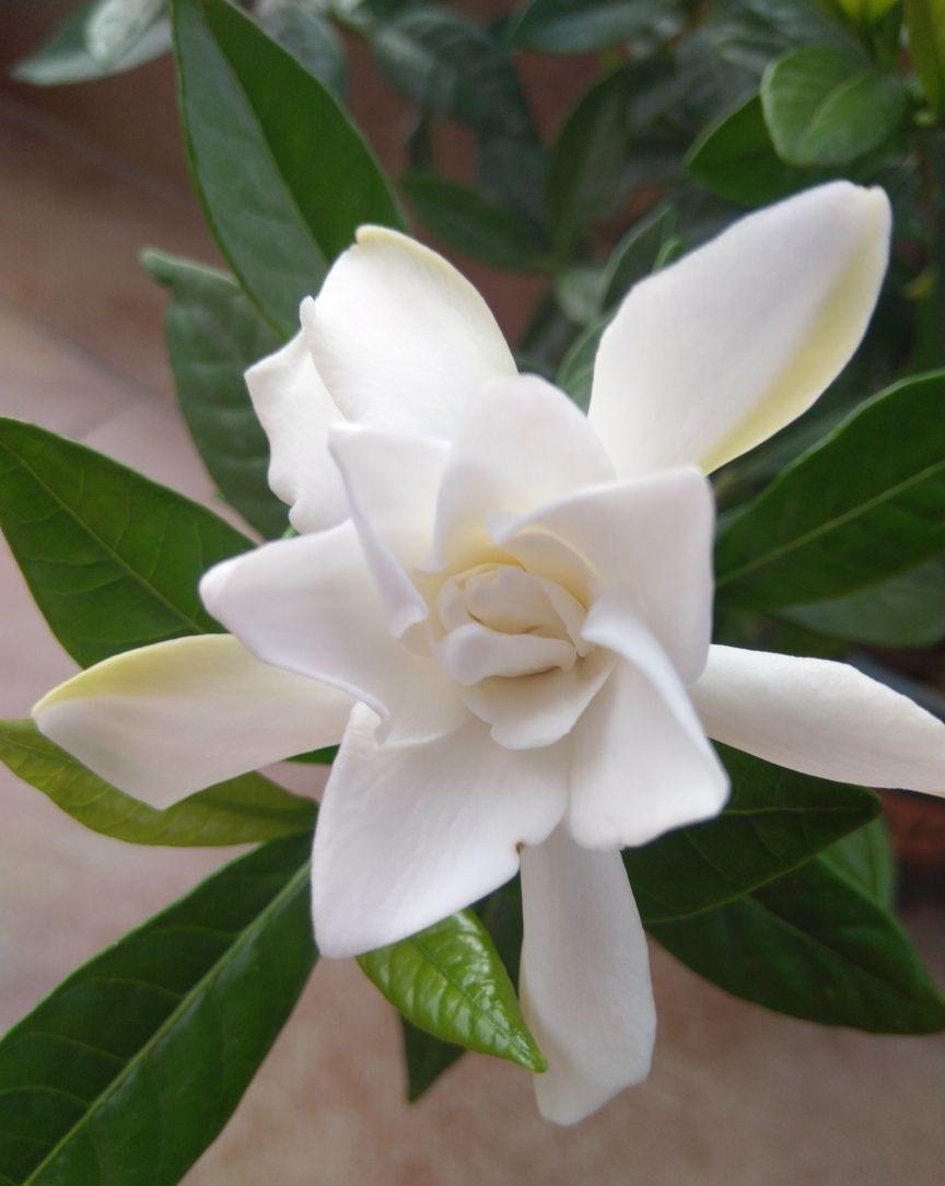 冬天给花剪一刀,来年花朵蹭蹭冒,越长越旺