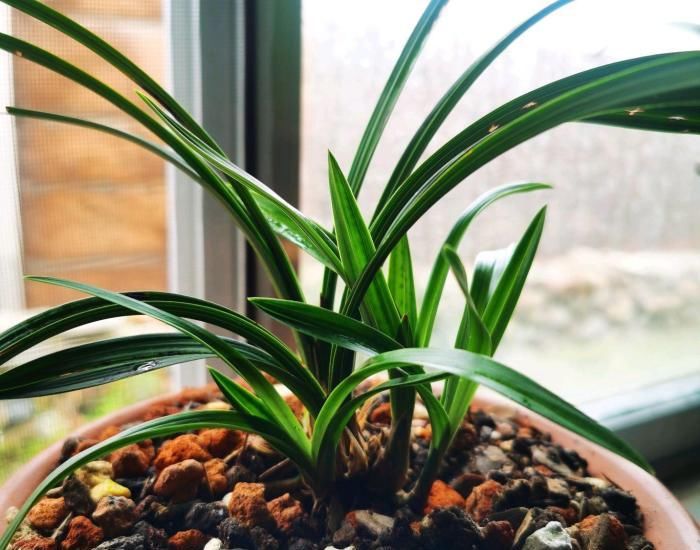 肥好|服盆期间的兰花盆栽,可以喷叶面肥来预防退草吗?使用什么肥好?