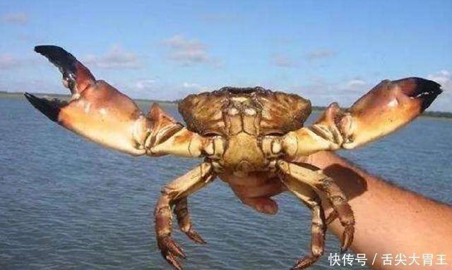 有一种螃蟹,当地人只敢吃蟹钳,难道是壳内没肉?
