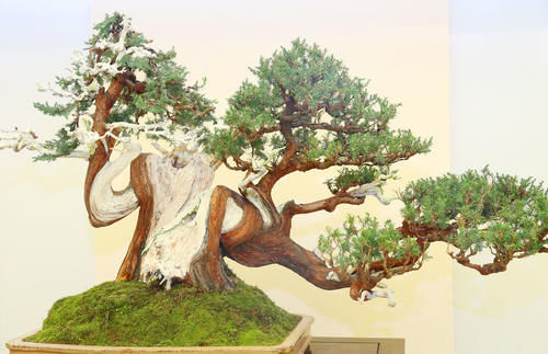 植物花卉|别再为浇水发愁了,给你支招“10多10少”浇水法,比啥方法多管用