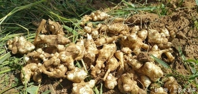 野草|生长在泥土里的“万年脏”, 1粒种子能长满一片, 一斤能卖60元