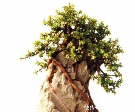 想要金枝玉叶漂亮，还得是把它养成老桩，学会这3样，枝干长粗壮！