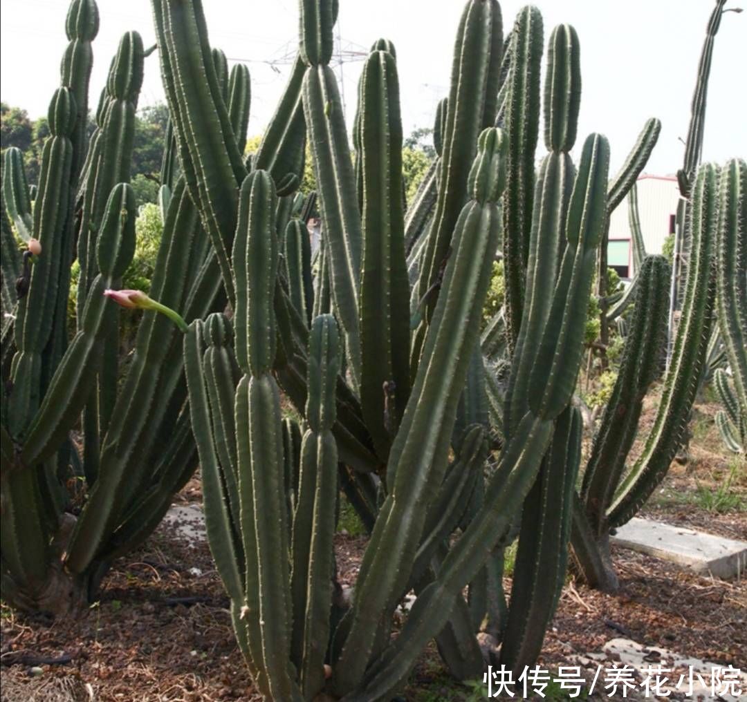 漂亮花|量天尺这样养，能长3米多高，还能开漂亮花
