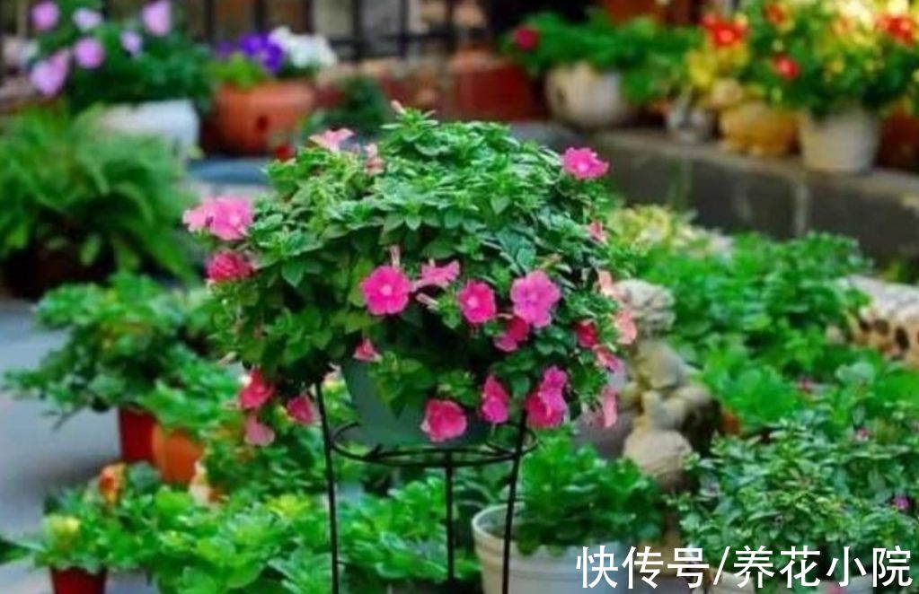 植株|家里养这6种花，9月赶紧补肥，才能长得旺，孕蕾更多