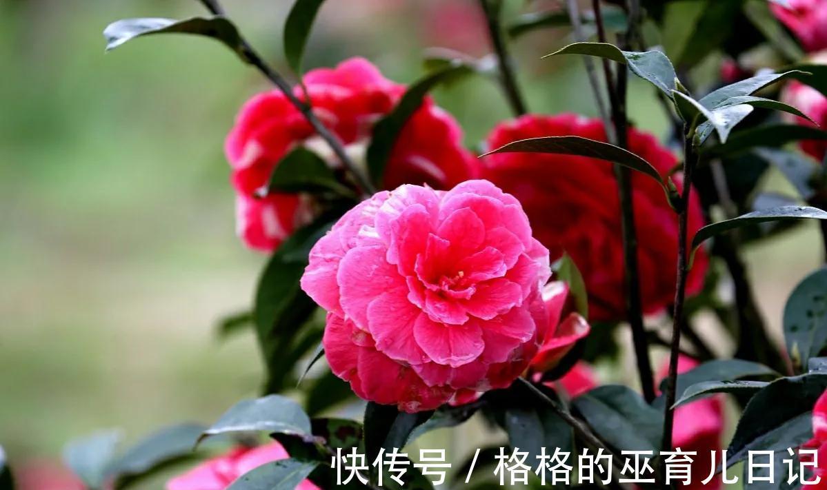 10月家中种3“养生花”,年年开花多又艳,做到人养花花养人