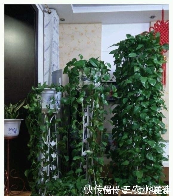 卧室为什么不能放绿萝, 怎么放绿萝才最好